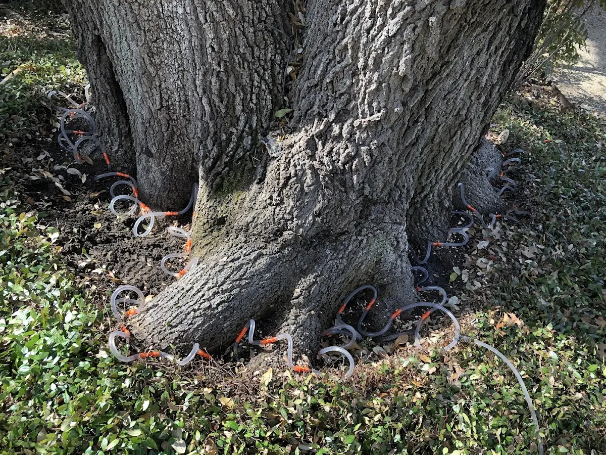 Detailed Tree Cabling and Bracing job site in San Perlita