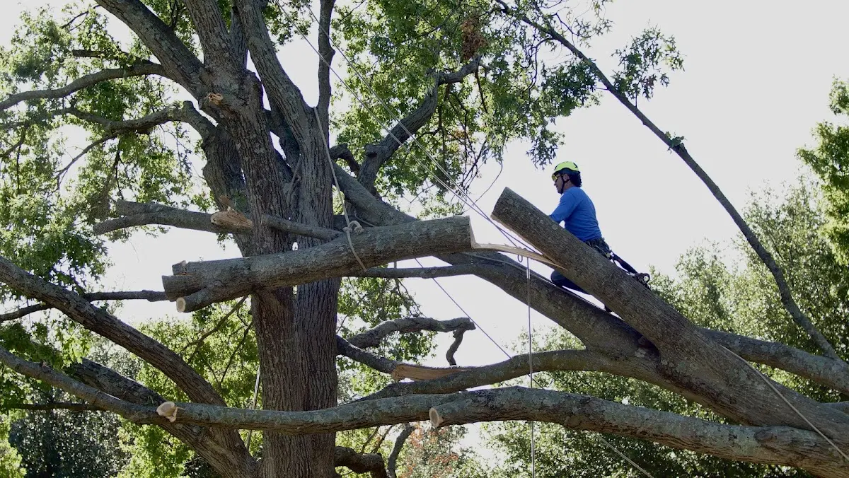 Professional Crown Thinning performed by certified arborists in San Perlita